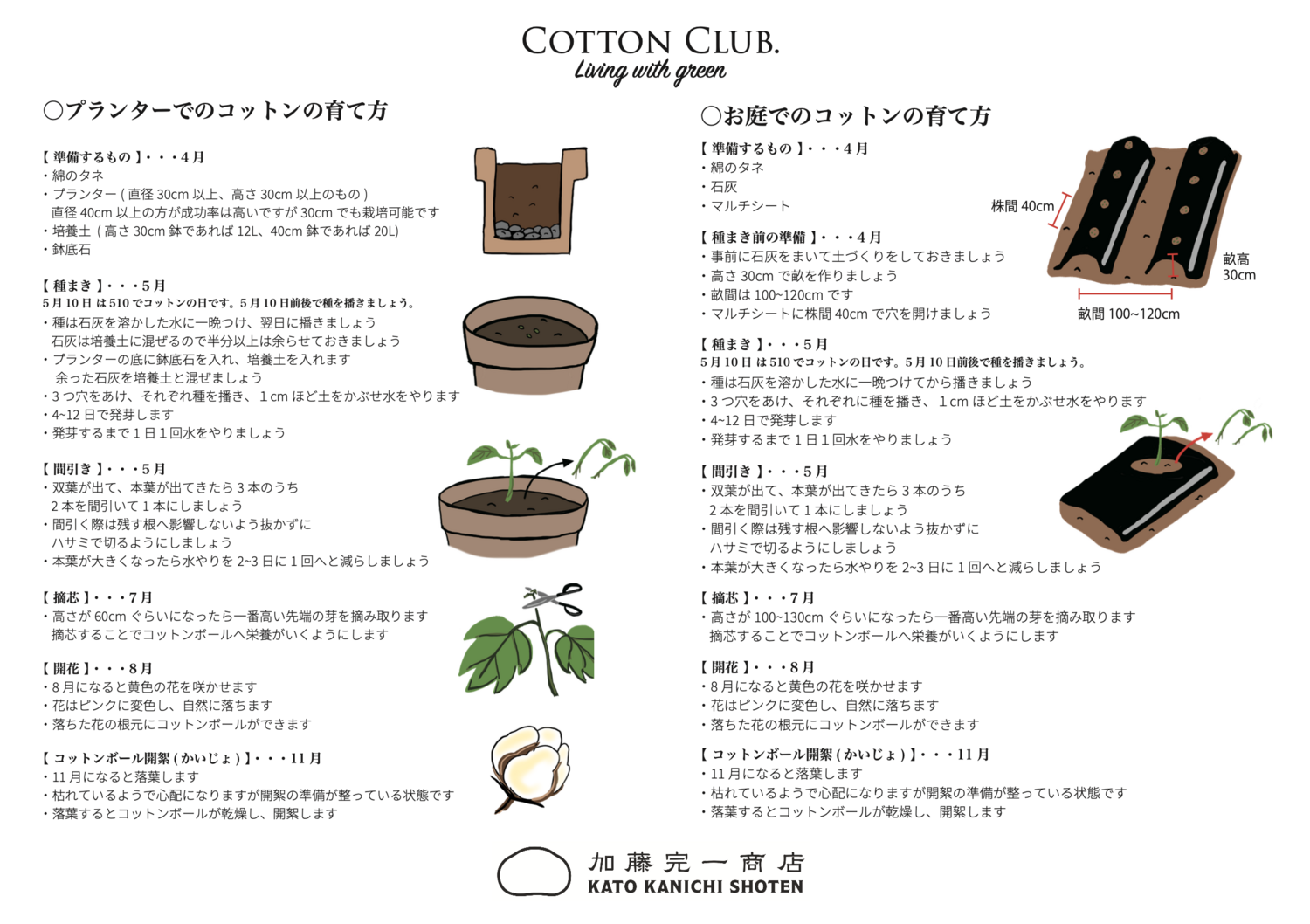 綿 の 種まき 時期