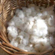 コットンの種から、次の物語へ。表参道店で綿花回収スタート｜~seed to the future 種１粒から未来へ~